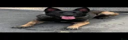 Belgian Shepherd Dog dogs for sale: ALL BLACK BELGIUM MALI in Bilston - Advert 1