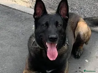 Belgian Shepherd Dog dogs ALL BLACK BELGIUM MALI - Advert 2