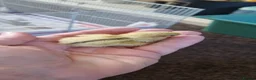Quail poultry for sale: Coturnix quail chics - Advert 14