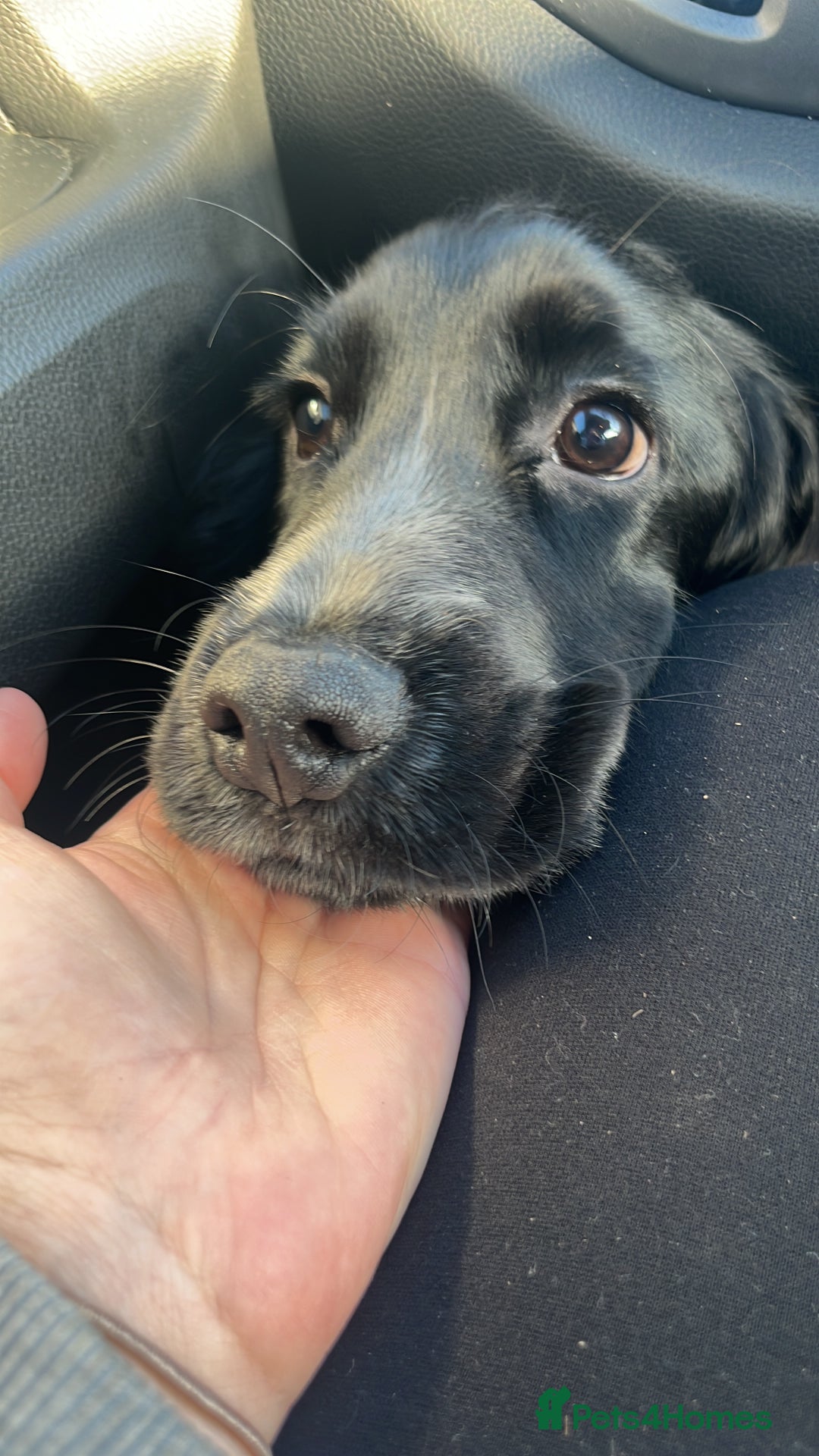 Cocker Spaniel dogs for sale: Cocker Spaniel  - Advert 1