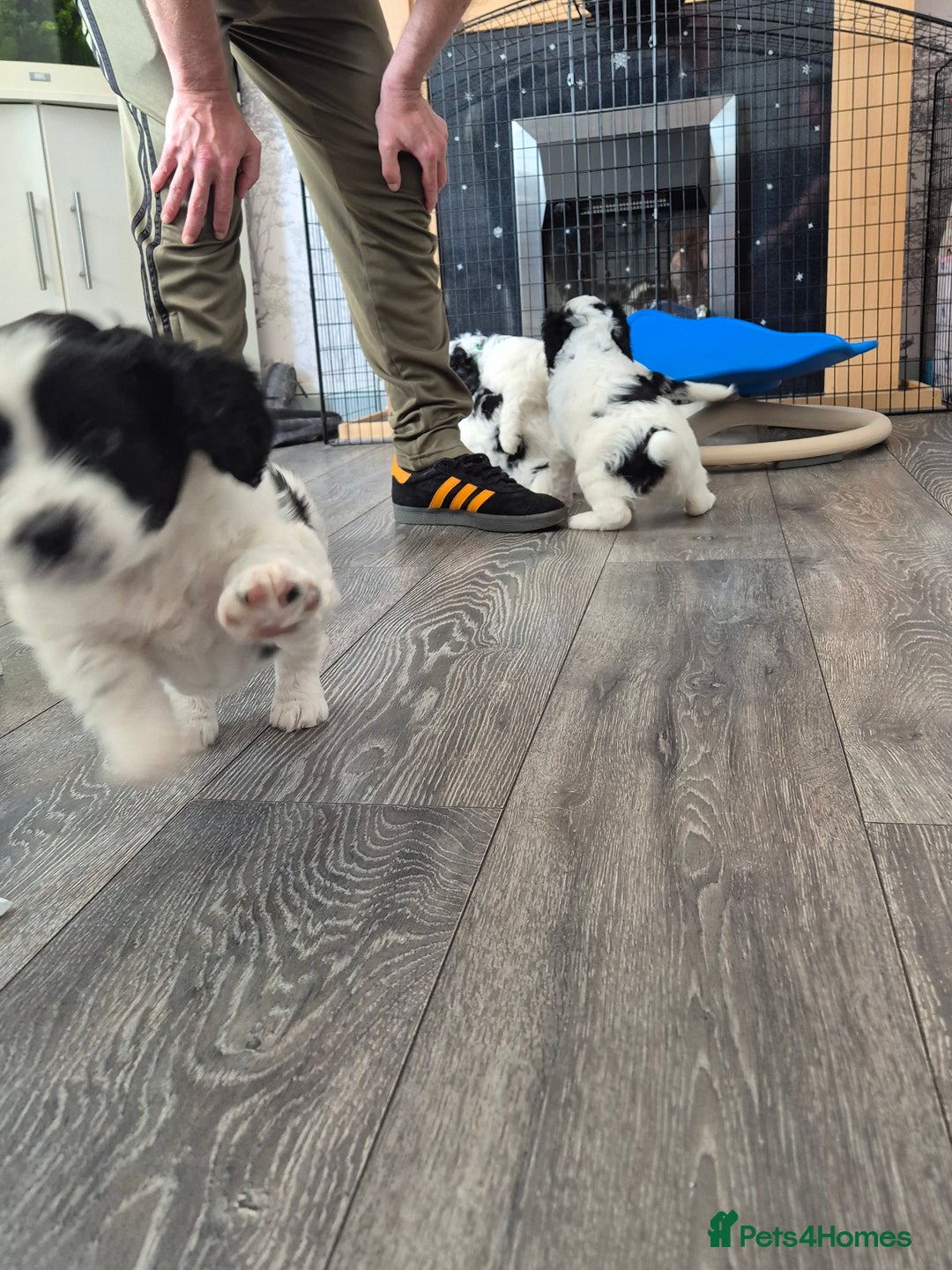 Cockalier dogs for sale: Cavalier king Charles spaniel x cocker spaniel  - Image 20