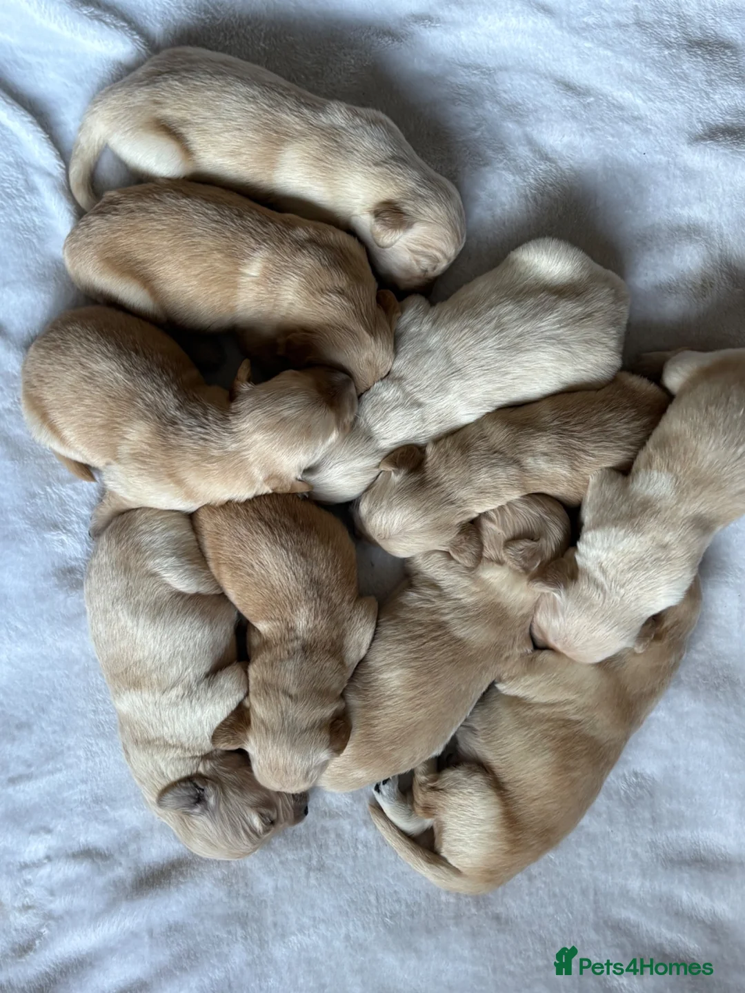 Golden Retriever dogs for sale: Golden retriever puppies  - Advert 1