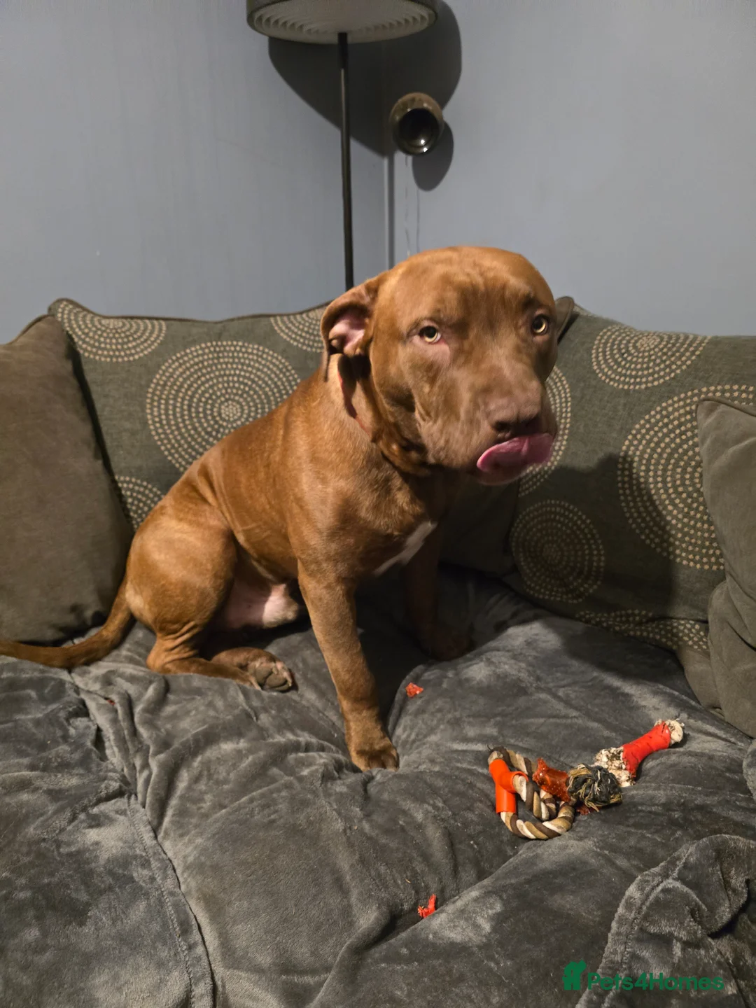 Mixed Breed dogs for sale: Staffy  ** tiff Puppy Kane – Loving Forever Home - Advert 2