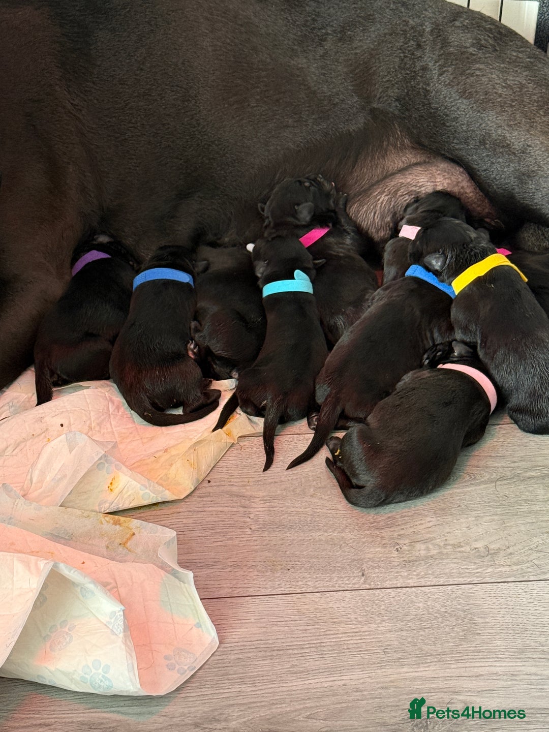 Cane Corso dogs for sale: CANE CORSO PUPS - Image 18