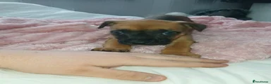  Puppy 7