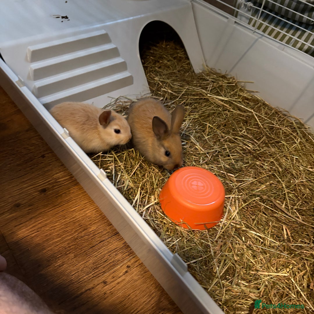 Mixed Breed rabbits for sale: Beautiful litter of mixed  rabbits ( dad a Rex)  - Image 8