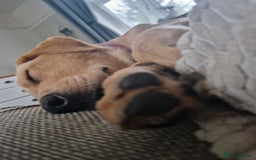 Labrador Retriever dogs for sale: Beautiful lab, dna tested 100% labrador retriever - Advert 12