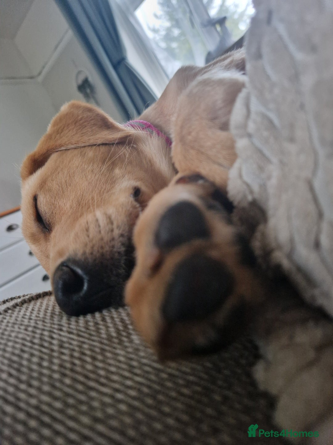 Labrador Retriever dogs for sale: Beautiful lab, dna tested 100% labrador retriever - Advert 12