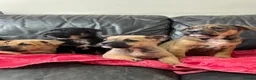 Mixed Breed dogs for sale: German shepherd x Staff litter - super friendly - Advert 8