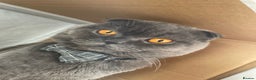 Scottish Fold cats for sale: Scottish fold male cat for rehome.  - Advert 1