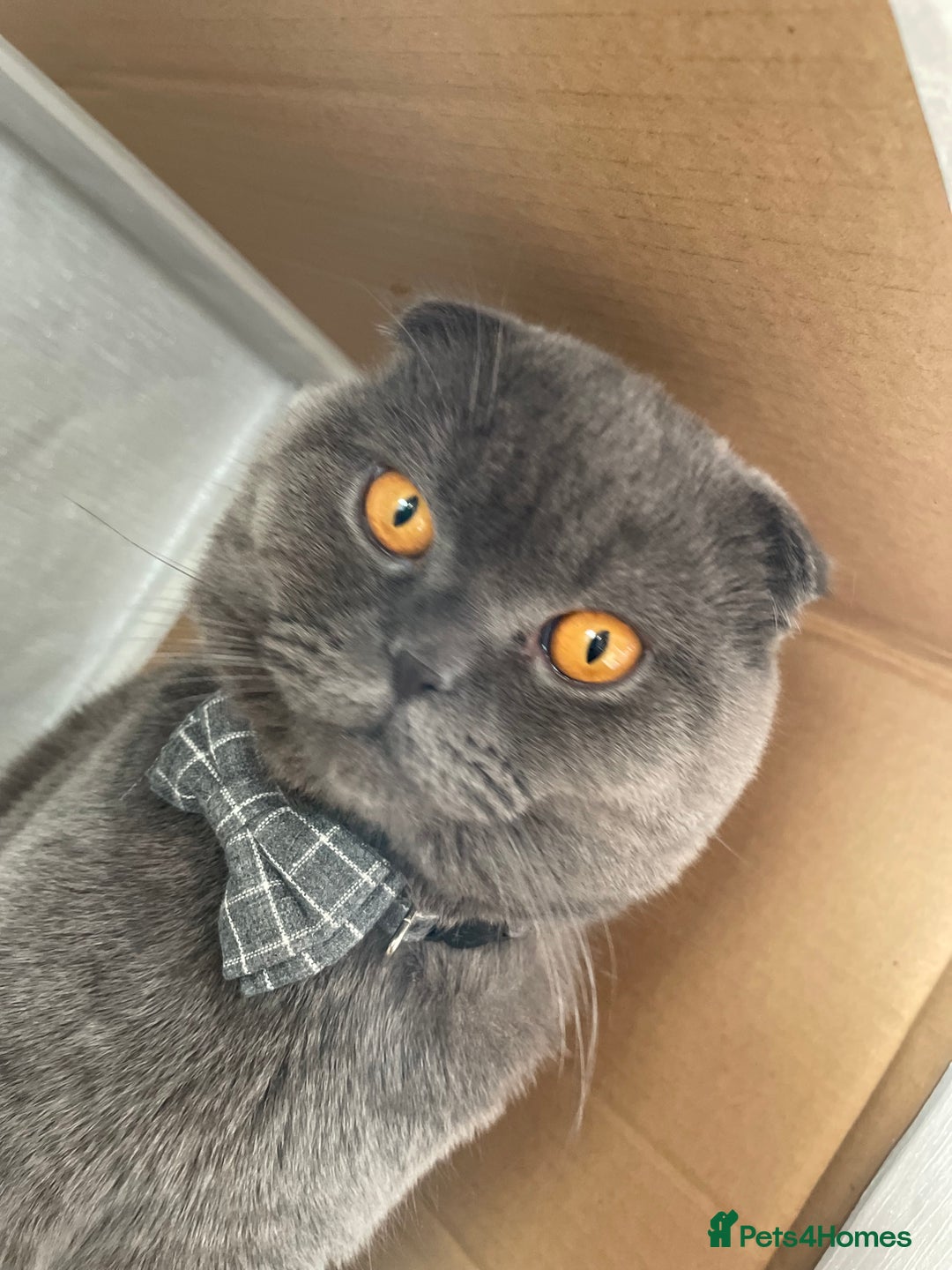 Scottish Fold cats for sale: Scottish fold male cat for rehome.  - Advert 1