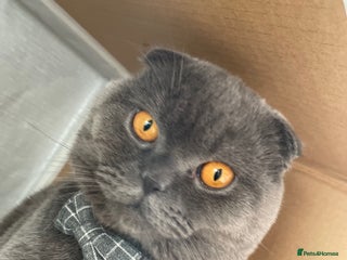 Scottish Fold cats Scottish fold male cat for rehome. - Advert 4