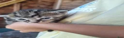 Mixed Breed cats for sale: 7x mixed breed kittens for sale - Advert 3