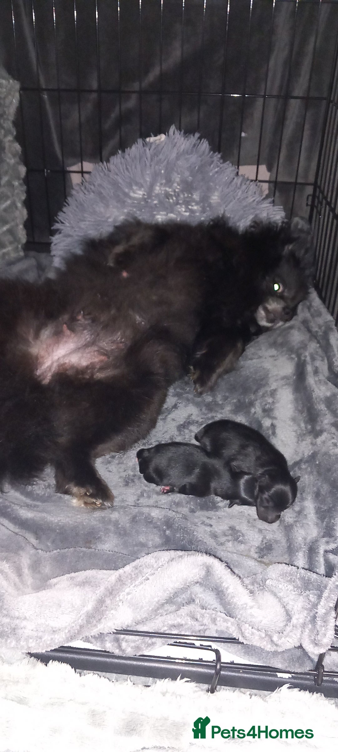 Pomeranian dogs for sale: 😍😍😍 beautiful pom pups 😍😍😍 - Image 16