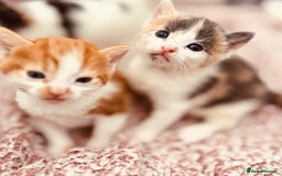 Mixed Breed cats for sale: Gorgeous kittens  - Image 11