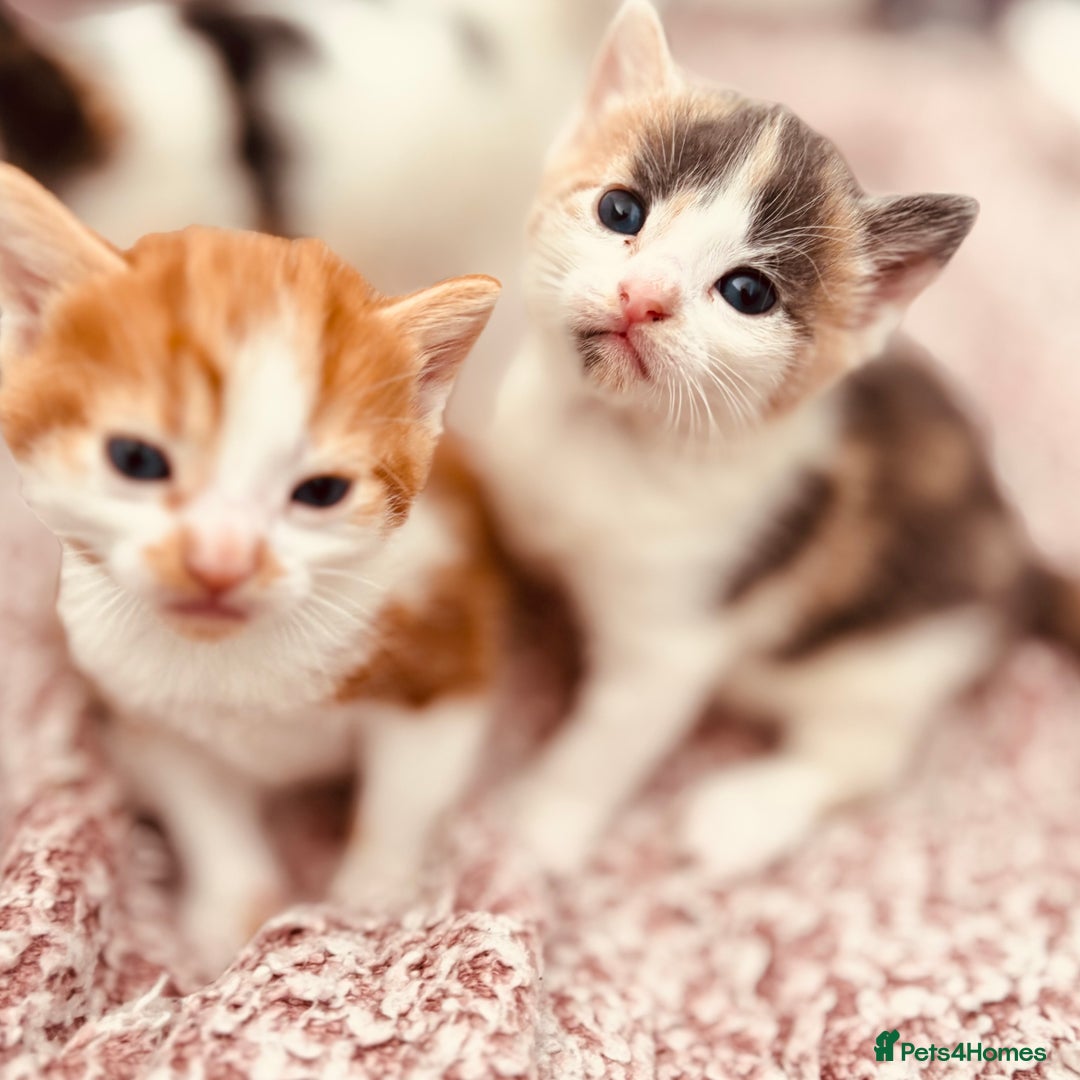 Mixed Breed cats for sale: Gorgeous kittens  - Image 11