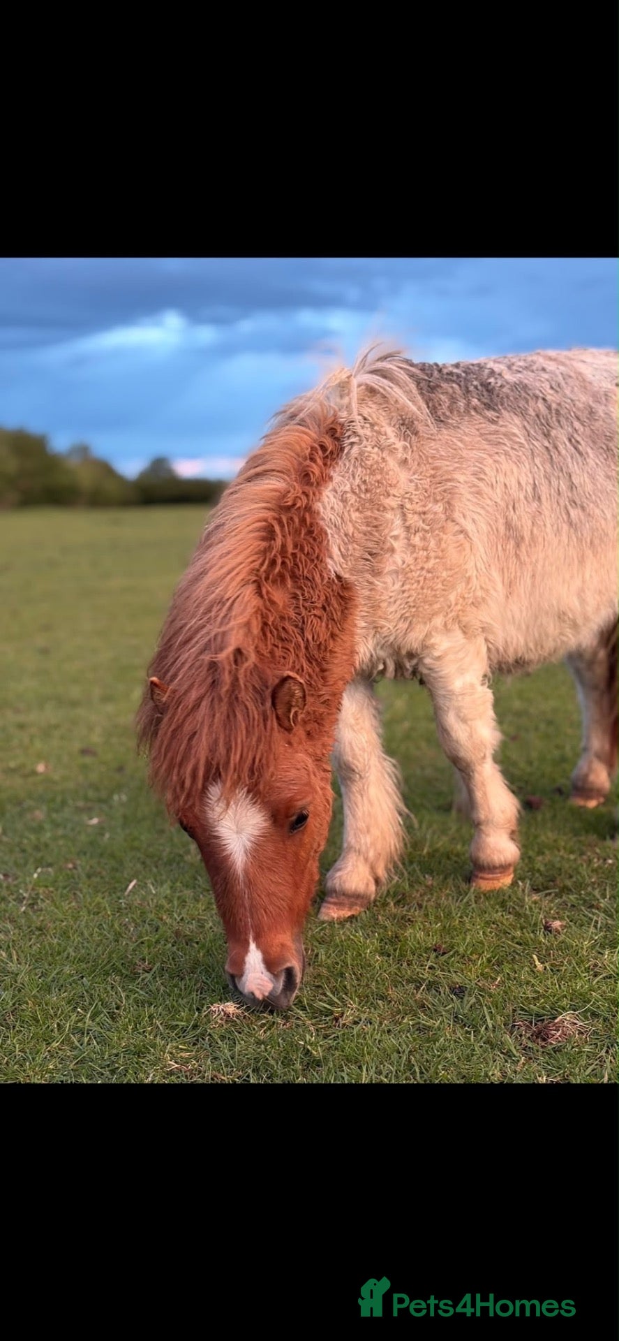 Shetland pony horses Gorgeous little Shetland colt - Advert 2