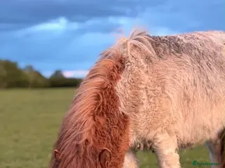 Shetland pony horses Gorgeous miniature Shetland colt - Advert 2