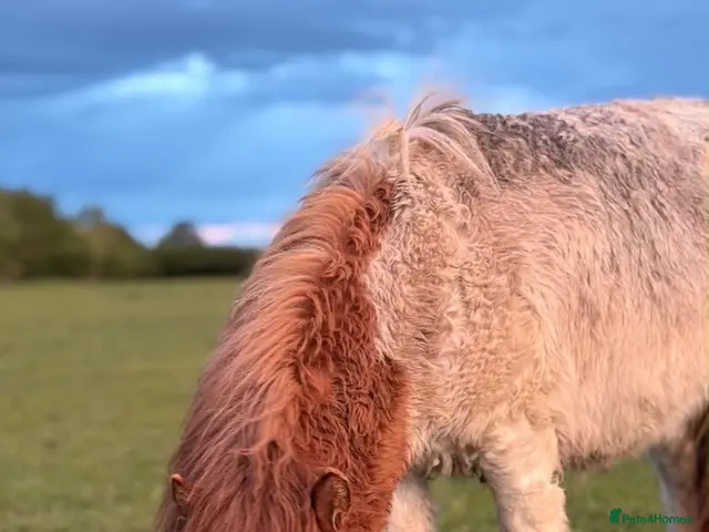Shetland pony horses Gorgeous miniature Shetland colt - Advert 2