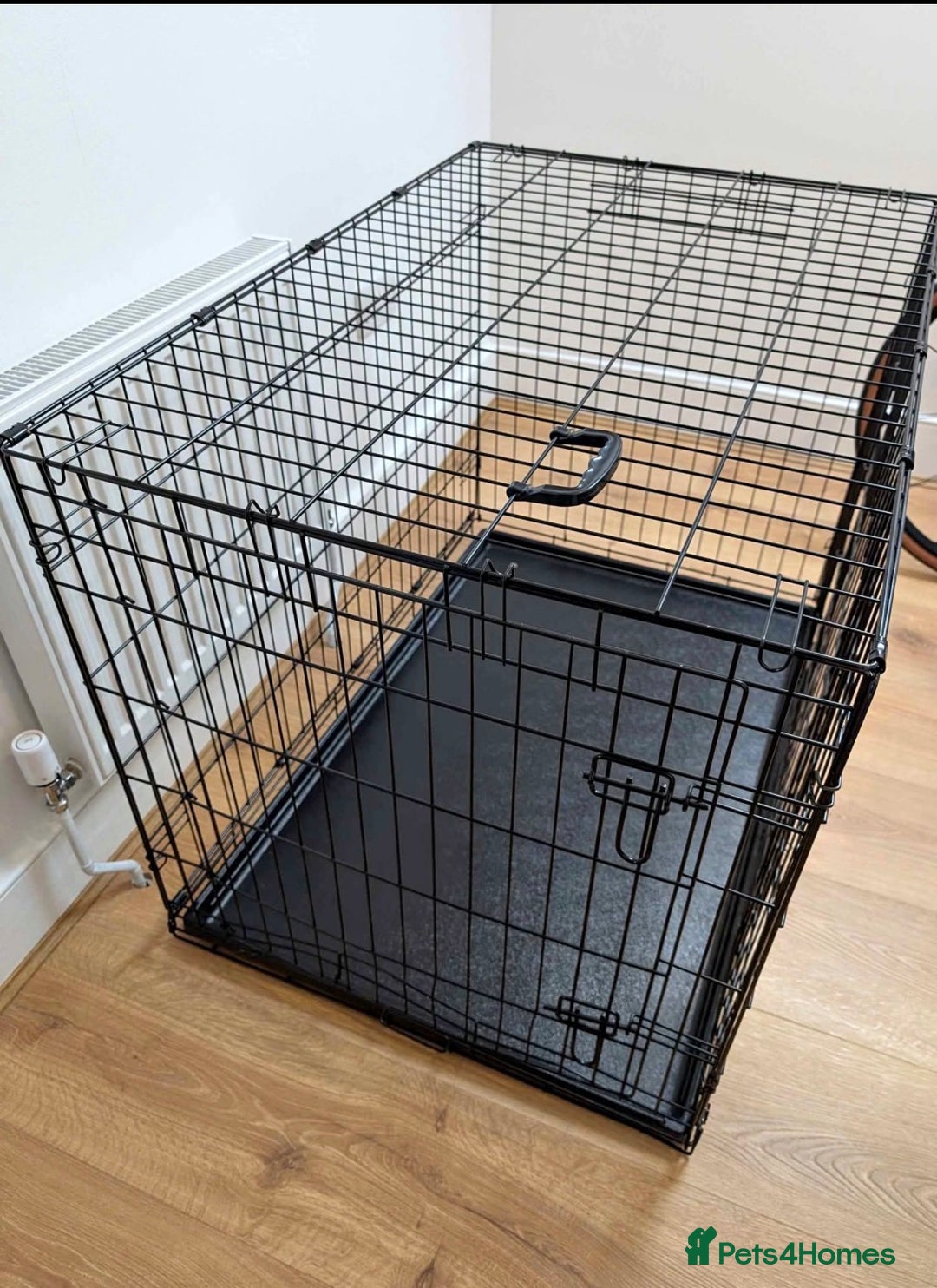 Bocker dogs for sale: 🐶 Cocker Spaniel x Beagle (Bocker) Puppy 🐶 - Image 16