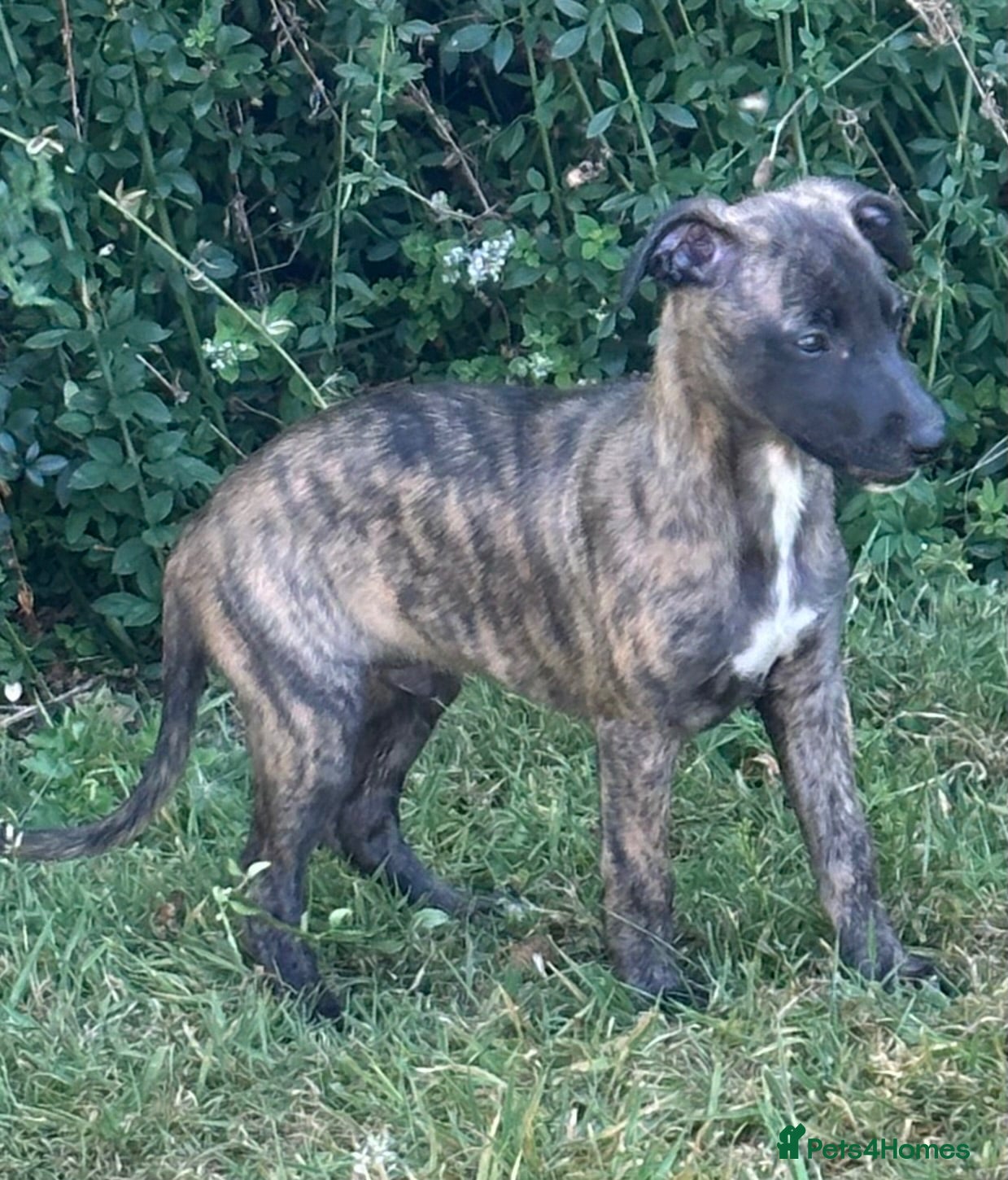 Whippet dogs KC registered whippet puppies ready now  - Advert 2