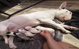 English Bull Terrier dogs for sale:  English bull terrier puppies  - Image 4