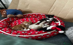 Mixed Breed cats for sale: Three stunning kittens for sale - Image 1