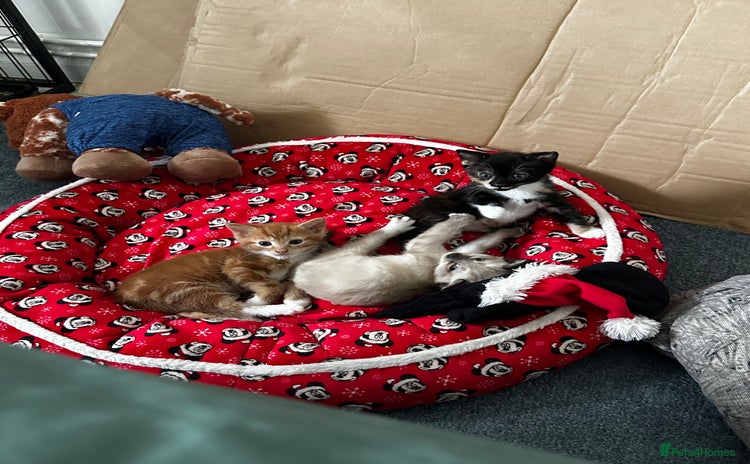Mixed Breed cats - Advert 1