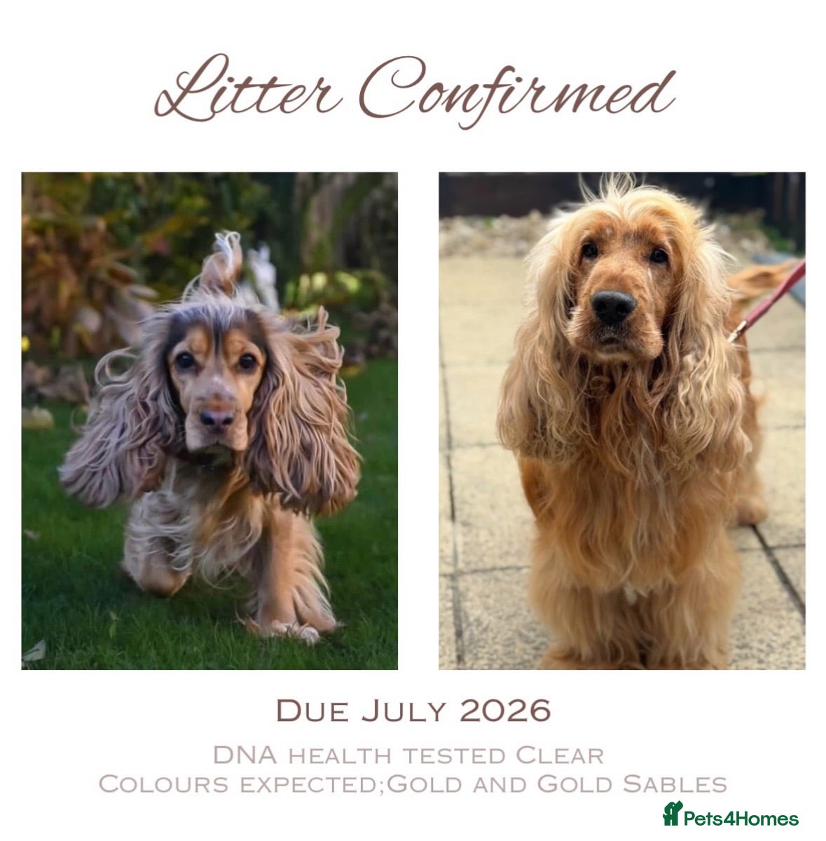 Cocker Spaniel dogs Golden Show Cocker Spaniel Puppies - Advert 14