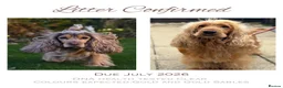 Cocker Spaniel dogs for sale: Golden Show Cocker Spaniel Puppies - Advert 1