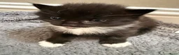 British Shorthair cats for sale: A litter of four beautiful kittens.  - Advert 7