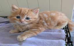 Mixed Breed cats for sale: Beautiful kittens - Image 11
