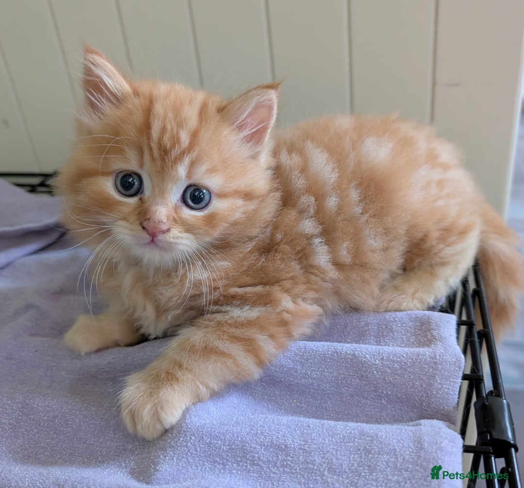 Mixed Breed cats for sale: Beautiful kittens - Image 11