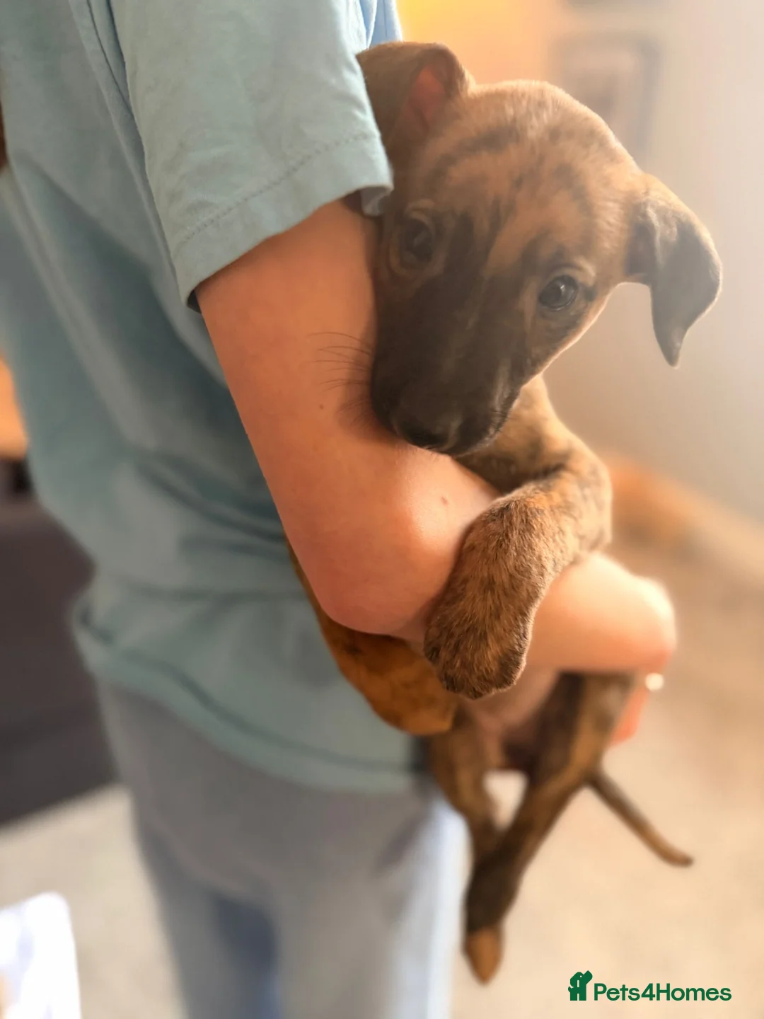 Mixed Breed dogs for sale: All Girls Greyhound/Whippet/Lurcher Cross Puppies! - Advert 21
