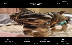 Biewer Terrier dogs for sale: Colourful terrier for sale  - Image 4