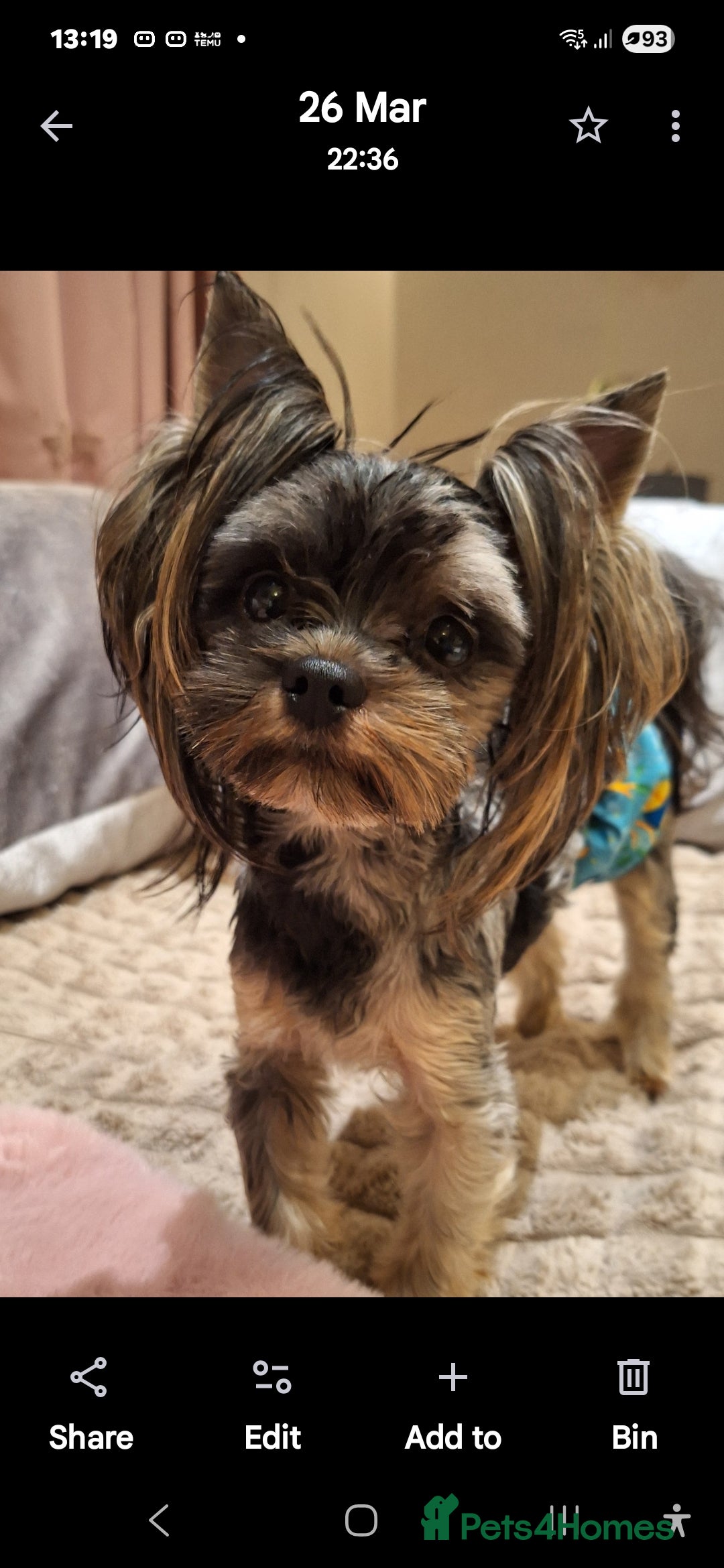 Biewer Terrier dogs for sale: Colourful terrier for sale  - Image 4
