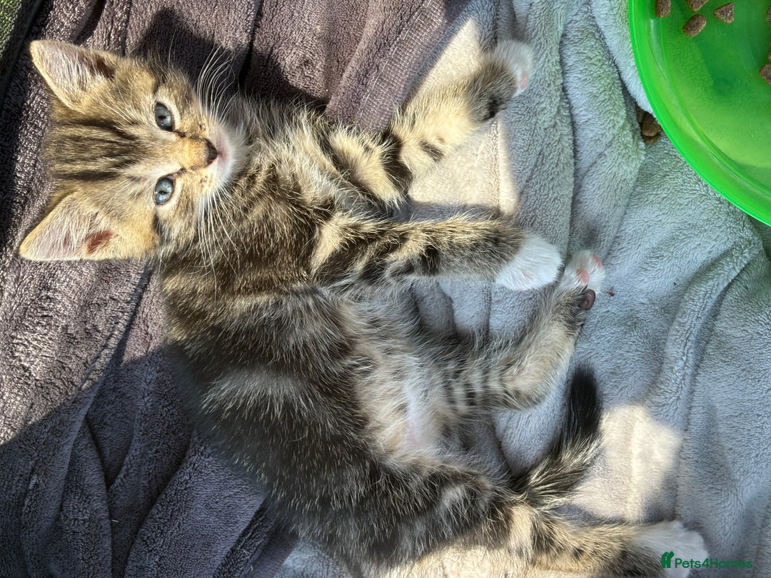 Mixed Breed cats for sale: 3 cute kittens ready for new home - Image 19
