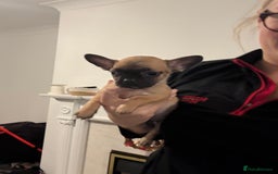 Mixed Breed dogs for sale: Frenchie x chihuahua pups - Image 10