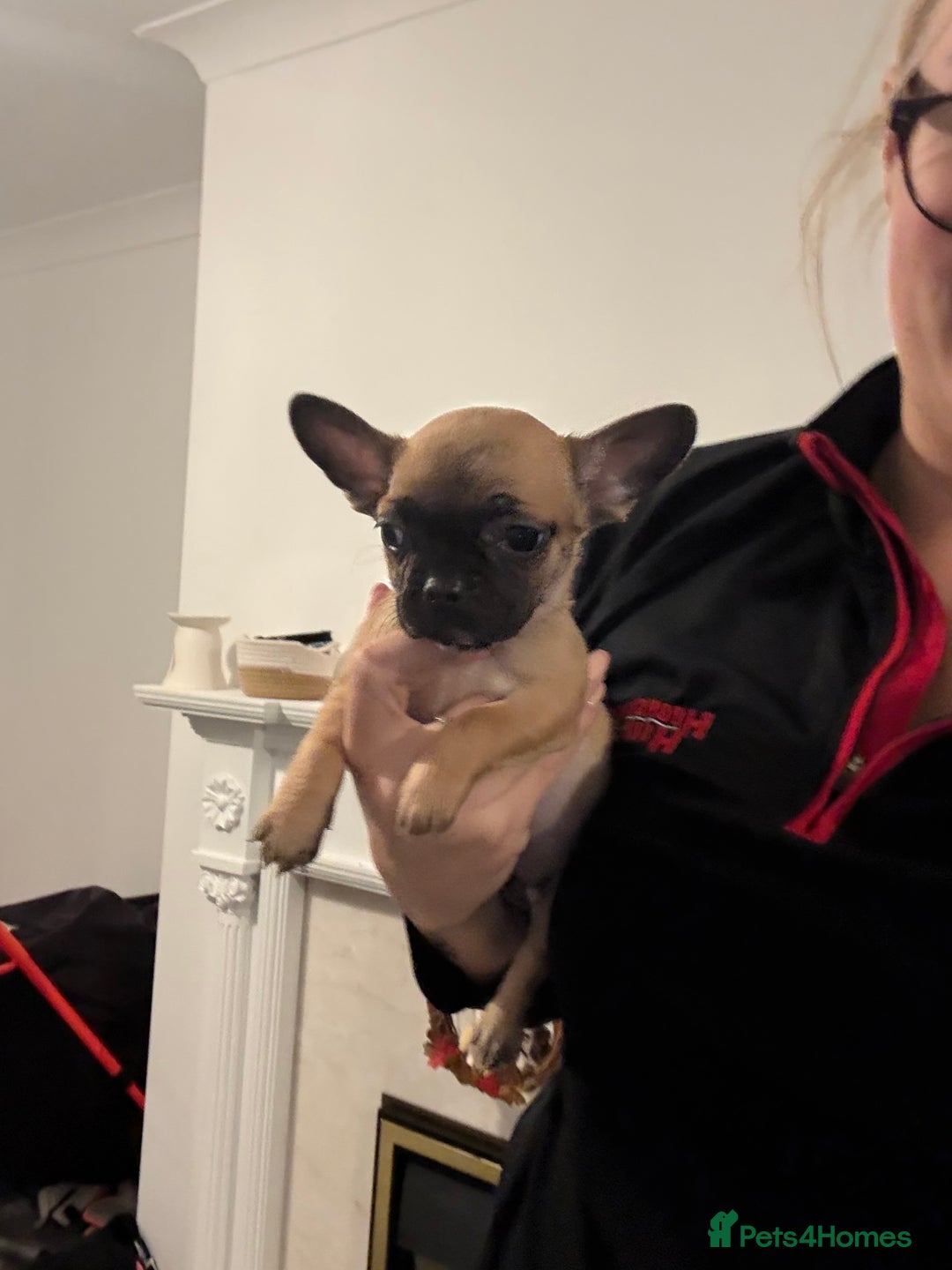 Mixed Breed dogs for sale: Frenchie x chihuahua pups - Image 10