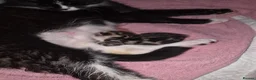 Mixed Breed cats for sale: Beautiful mixed breed kitten - Advert 6