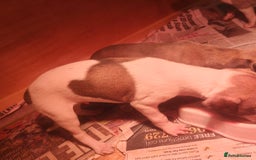 Whippet dogs for sale: Whippet pups  - Image 9