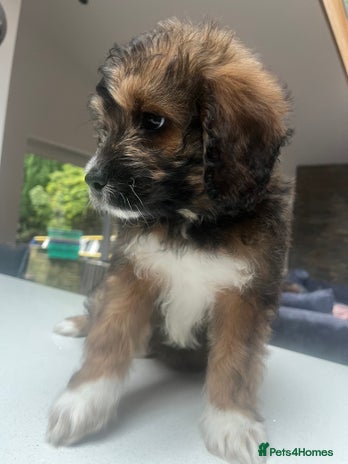 Saint Bernard dogs - Advert 1