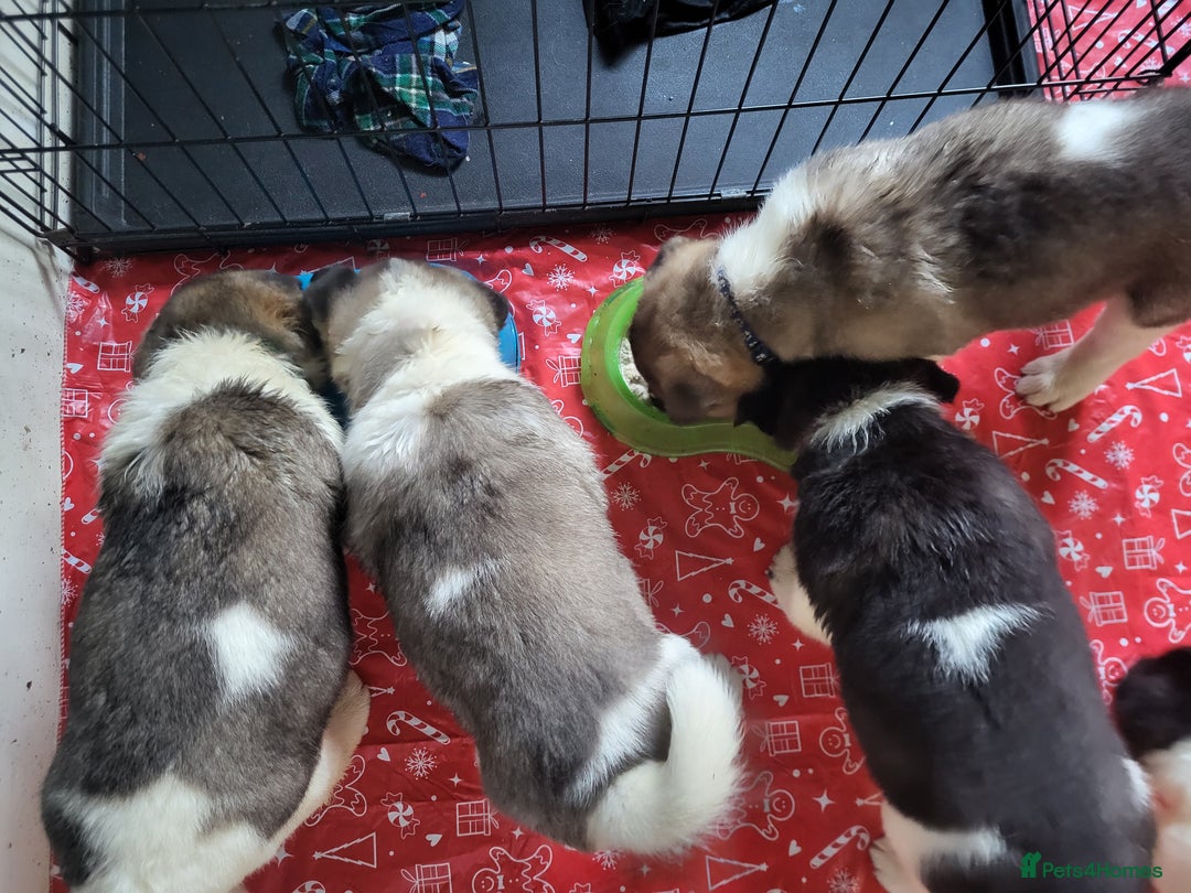 Akita dogs for sale: Ready to leave now. American Akita Puppies 🐾 - Advert 6