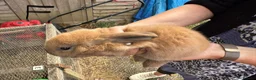 Mixed Breed rabbits for sale: Baby bunnies 2 4 £50 or £30 each - Advert 8