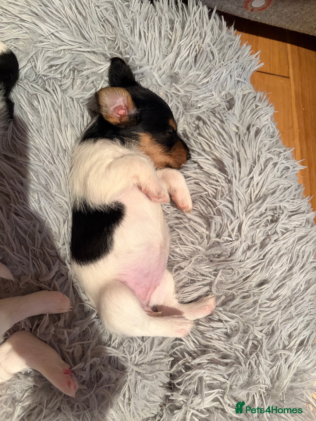 Mixed Breed dogs for sale: Jack Russell x Fox Terrier puppies - Advert 5