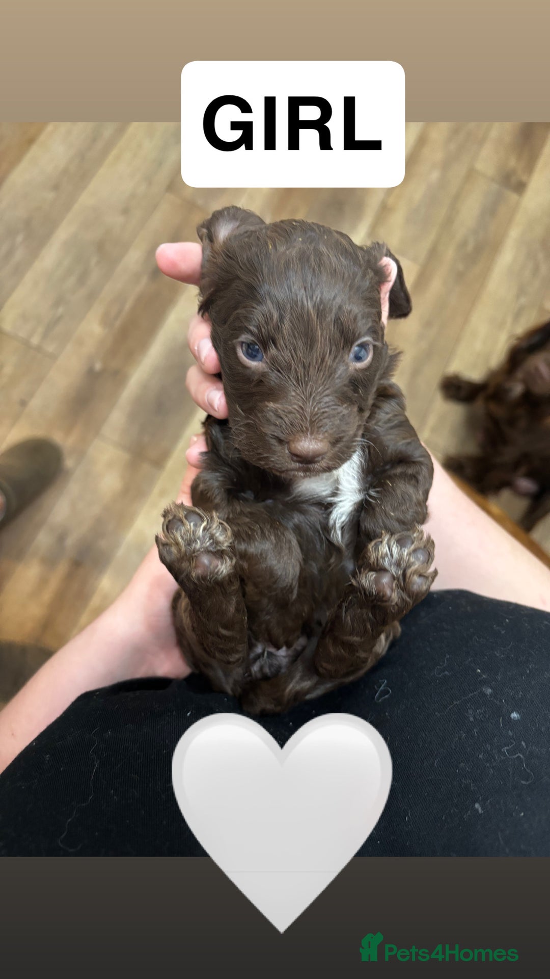 Cockapoo dogs for sale: Cockapoos - Advert 10