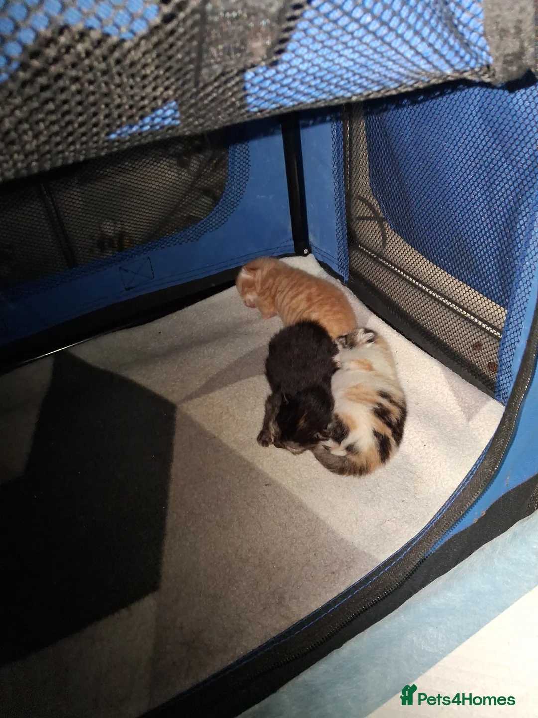 Mixed Breed cats for sale: 1 Ginger boy and 2 Girls  - Advert 21