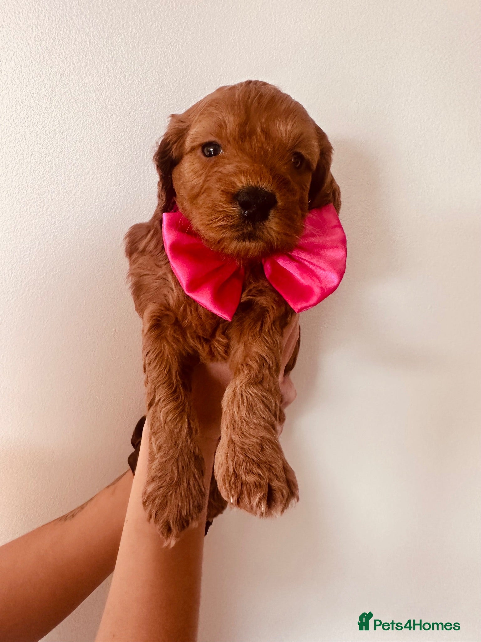 Cockapoo dogs Beautiful miniature F2 cockapoos - Advert 1