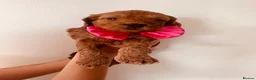 Cockapoo dogs for sale: Beautiful miniature F2 cockapoos - Advert 9