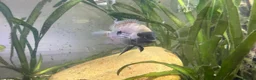 Cichlids fish for sale: Topaz Cichlid  - Advert 3